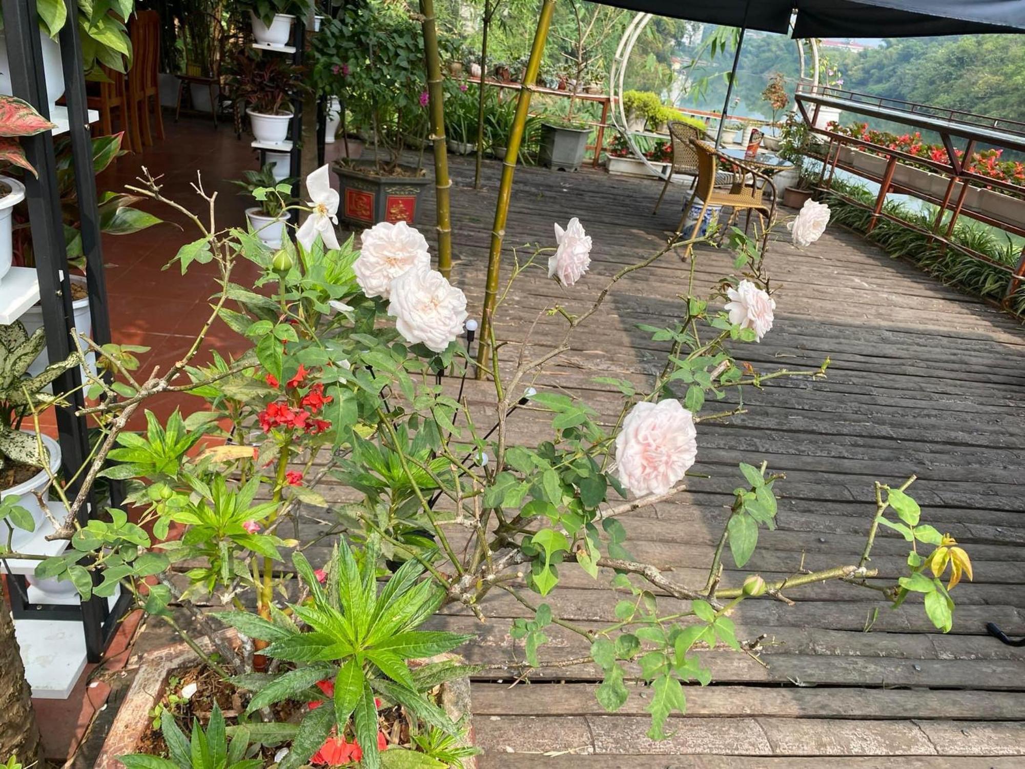 Garden Villa Homestay And Tour Motorbike&Car For Rent Ha Giang Exterior foto